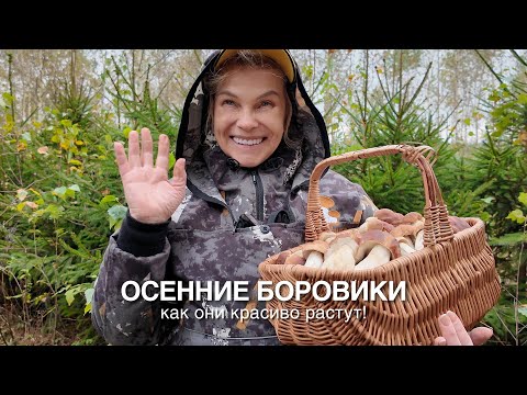 Видео: ОСЕННИЕ БОРОВИКИ. Как они красиво растут!