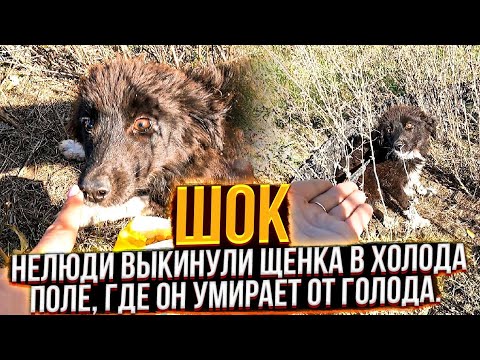 Видео: В Пустом, холодном поле, бегает истощенный, испуганный щенок. Его туда выкинули бессердечные твари🤬