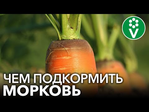 Видео: МОРКОВЬ НЕ ЛЮБИТ ЗОЛУ?! Подкармливаем морковь правильно для богатого урожая