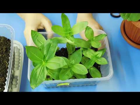 Видео: 🌹🌹🌹РАССАДА ЦИННИИ СИЛЬНО ВЫТЯНУЛАСЬ ! КАК ИСПРАВИТЬ ! Размножение черенкованием