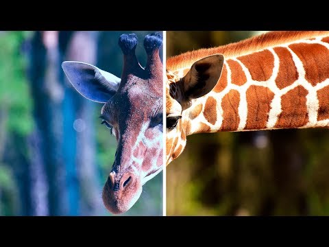 Видео: Как ПРАВИЛЬНО настроить БАЛАНС БЕЛОГО в фотошопе?