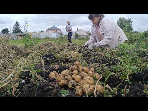 Видео: МУЖ  ПРОТИВ,СПОРЫ В СЕМЬЕ/РОДИТЕЛИ НИЧЕГО НЕ ЗНАЮТ/УРОЖАЙ В ДЕРЕВНЕ