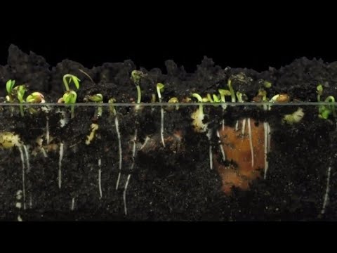 Видео: Минералды тыңайтқыштар