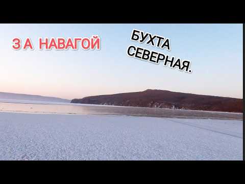 Видео: Попал на раздачу наваги в бухте Северная. Зимняя рыбалка на комбайны.