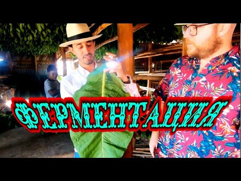 Видео: подготовка к ферментации и ферментация табака за рубежом (с переводом)