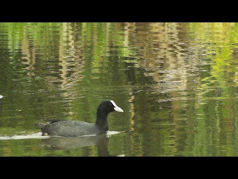 Видео: ЛЫСУХА  ПРОЯВИЛАСЬ