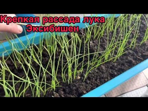 Видео: Лук Эксибишен. Стрижка, уход за рассадой.