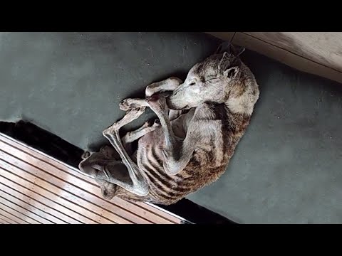 Видео: Слезы над сломанным телом, все еще бьющееся о надежду – История Палито