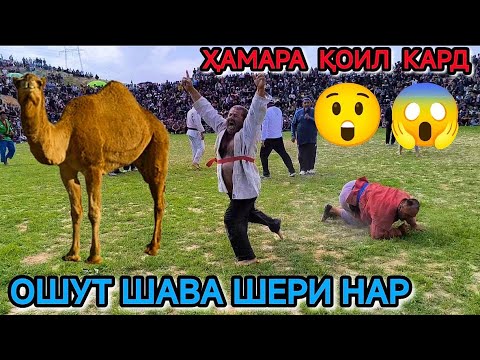 Видео: ҲОҶИВАЛИ МАРОЖНИК МАЙДОНИ ХИСОРА КАФОНД 😱😲 ОШУТ ШАВА ШЕРИ НАР 💪@AJOIB_TV  ГУШТИНИ ҲИСОР 2025