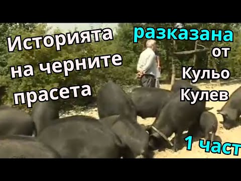 Видео: Източнобалканска свиня - представена от Кульо Кулев - 1 част