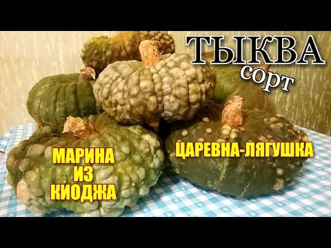 Видео: ОБЗОР-ОТЗЫВ/ Сорт тыквы "МАРИНА ИЗ КИОДЖА" и "ЦАРЕВНА-ЛЯГУШКА"/ Какой сорт выбрать!?#pumpkins