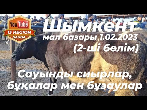 Видео: Сиырлар Шымкентте арзан сияқты ма, қалай?