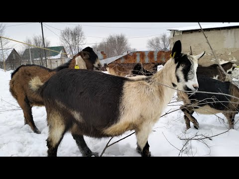 Видео: Асыл тұқымды сүтті ешкілер жайында ақпарат! сүтті ешкілер жайында! козы