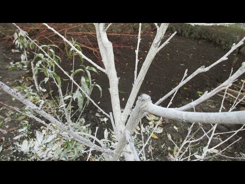 Видео: КАК ЗАБЕЛИВАТЬ ДЕРЕВЬЯ ОТ МОНИЛИОЗА. Детальный обзор.