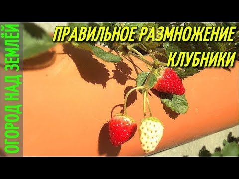 Видео: КЛУБНИКА В ТРУБАХ/ПРАВИЛЬНОЕ РАЗМНОЖЕНИЕ КЛУБНИКИ В ТРУБАХ!