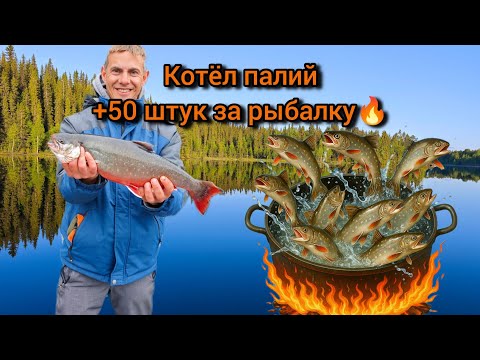 Видео: БЕЗУМИЕ на рыбалке в Швеции😲 котёл палий! +50 штук за день🔥