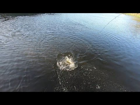 Видео: Западная Двина.Daugava.Щука,окунь и жерех на спиннинг.