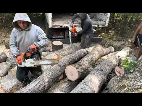 Видео: Потужні бензопили проти ясенів 🪚🪚🪚🪵🪵🪵 STIHL MS 361 i STIHL MS 462 C-M 🌳🌳🌳