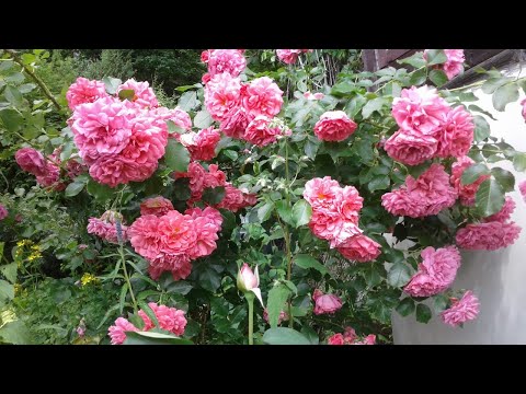Видео: Корнесобственные розы. Посадка.