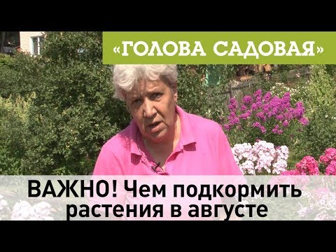 Видео: Голова садовая - ВАЖНО! Чем подкормить растения в августе