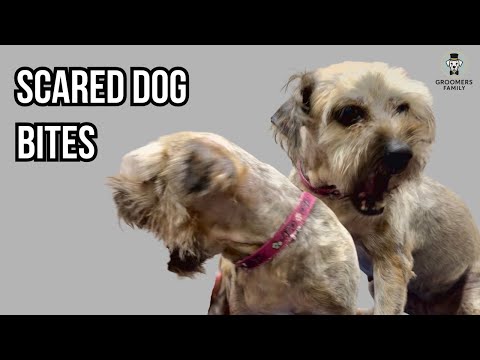 Видео: История трансформации агрессивного ухода за собаками-спасателями