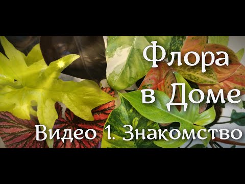 Видео: Видео 1. Знакомство