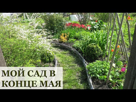 Видео: Мой сад в конце мая / Алёнин сад