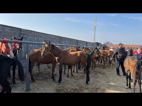 Видео: Базар Коргон Жетеке Тайлар😱5-Октябрь Оххоо Базар не Дейт🤯🔥