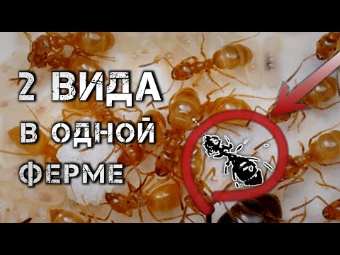 Видео: ДВА ВИДА муравьев в ОДНОЙ колонии. Поднятие lasius umbratus. Желтый пахучий муравей