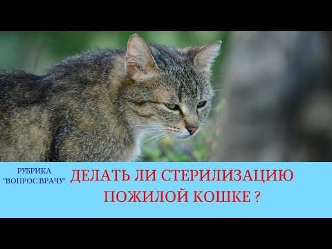 Видео: 02.03.18 Стерилизация кошки в возрасте 10 лет
