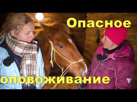 Видео: Оповоживание молодой лошади. "Ужасы" , нарушение ТБ!