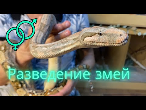 Видео: Размножение змей. Зимовка, сезон спаривания, опыт разведения.