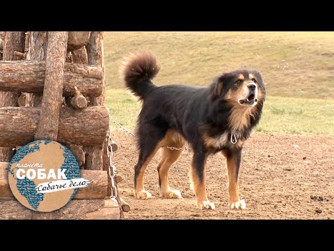 Видео: Банхар. Планета собак 🌏 Моя Планета