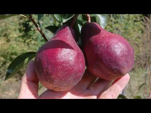 Видео: ГРУШІ. Огляд деяких сортів в моєму садку.