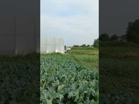 Видео: ВІДЕО #132. ВИСНОВКИ ПО ДИНІ МАЗІН.