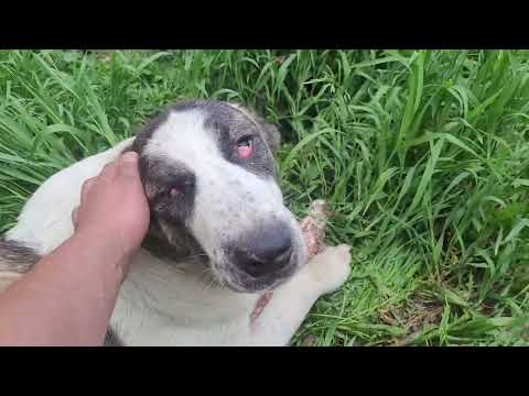 Видео: #алабай #сао 🐕 Будни алабаев🦴