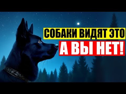 Видео: 14 СТРАННЫХ Вещей, которые Видят ТОЛЬКО СОБАКИ, НО НЕ ВЫ!