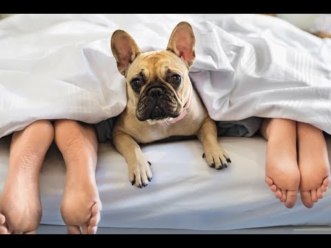 Видео: ЛУЧШАЯ ПОДБОРКА САМЫХ СМЕШНЫХ И  МИЛЫХ КОШЕК И СОБАК/ СМЕШНЫЕ КОТЫ И СОБАКИ/10 МИНУТ РАДОСТИ И СМЕХА