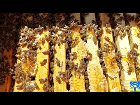 Видео: Мед та гірська Карпатка (13.08.25)🍯⛰️🐝