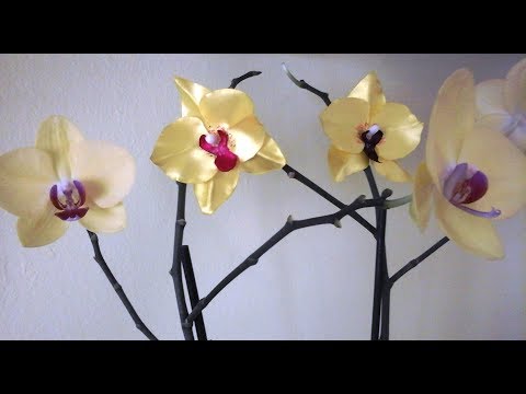 Видео: *DIY* ОРХИДЕЯ ИЗ АТЛАСНОЙ ЛЕНТЫ/Home decoration with flowers