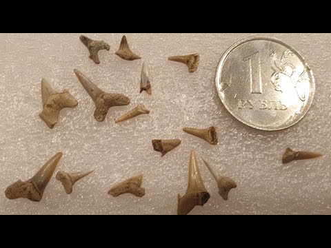 Видео: В поисках зубов древних акул в Варавинском овраге