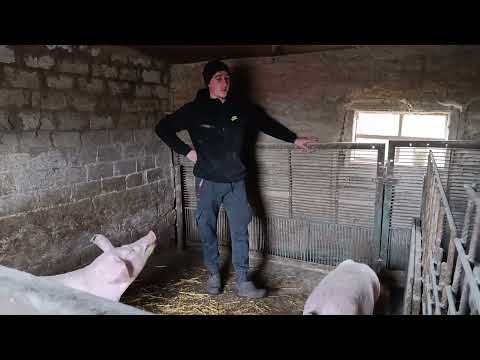 Видео: 🆘ЧИ ВИГІДНО ТРИМАТИ СВИНЕЙ 2025 РОЦІ💵⁉️ ЧИСТИЙ ПРИБУТОК З ОДНОГО ПОРОСЯ💵⁉️‼️