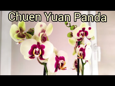 Видео: 09.11.20.новая ОРХИДЕЯ с тремя цветоносами из ОБИ Panda. 😍