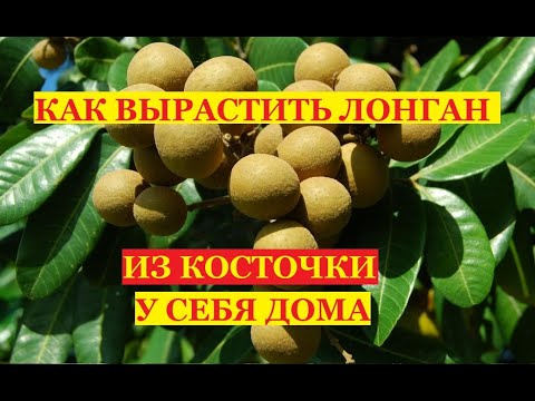Видео: Можно ли вырастить Лонган из косточки