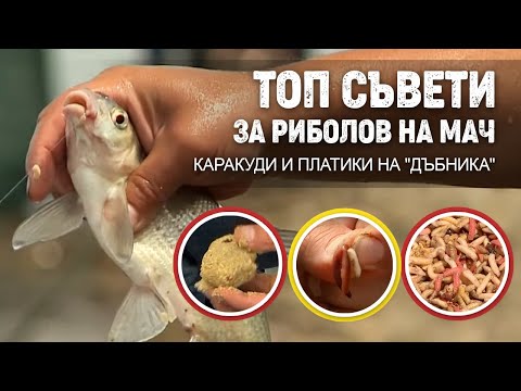 Видео: Топ СЪВЕТИ за риболов НА МАЧ / Каракуди и платики на "Дъбника" - II част