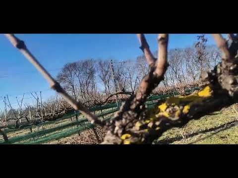 Видео: Определяне на 1 и 2 пъпка