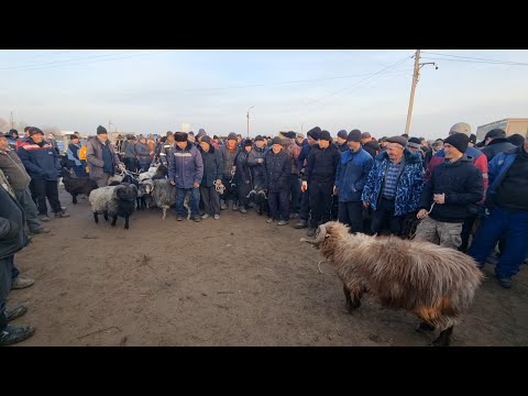 Видео: 14-ФЕВРАЛЬ/ҚАНЛЫКОЛ МАЛ БАЗАРЫ/СКОТНЫЙ РЫНОК/BUQALAR/BIG BULLS IN THE WORLD/BIG COW