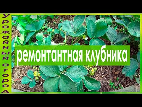 Видео: РЕМОНТАНТНАЯ КЛУБНИКА!!ОСОБЕННОСТИ УХОДА!!!