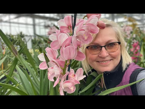 Видео: Любителям цимбидиумов посвящается ! Огромные орхидеи всех цветов радуги в ботаническом саду . Часть1