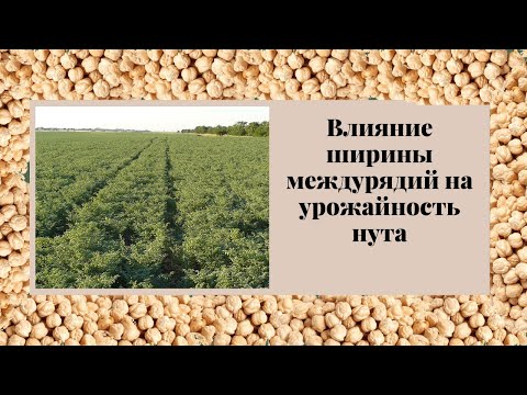 Видео: Влияние ширины междурядий и норм высева на урожайность нута